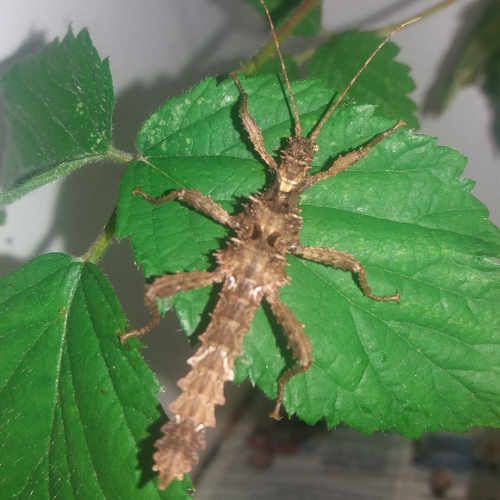 Simp Insect Mark Smitheman's insects