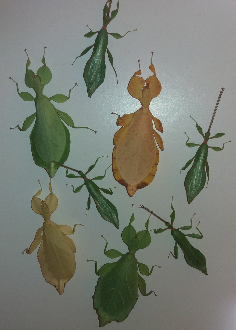 Mark Smitheman's insects