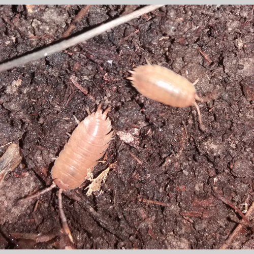 Isopoda