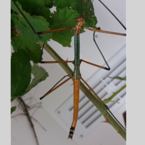 stick insect