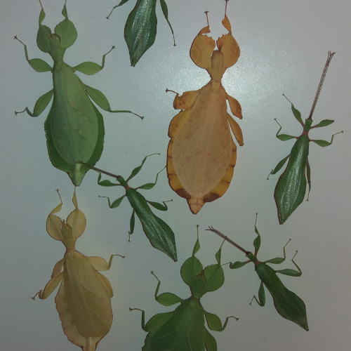 leaf insect