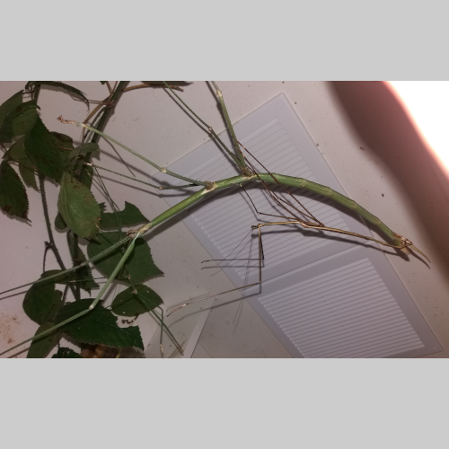 stick insect