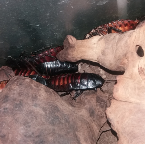 cockroaches