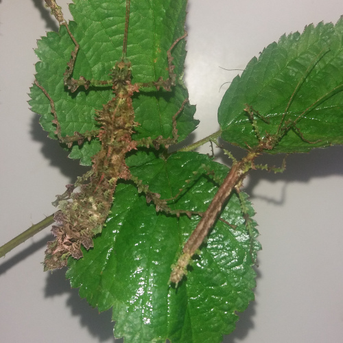 stick insect