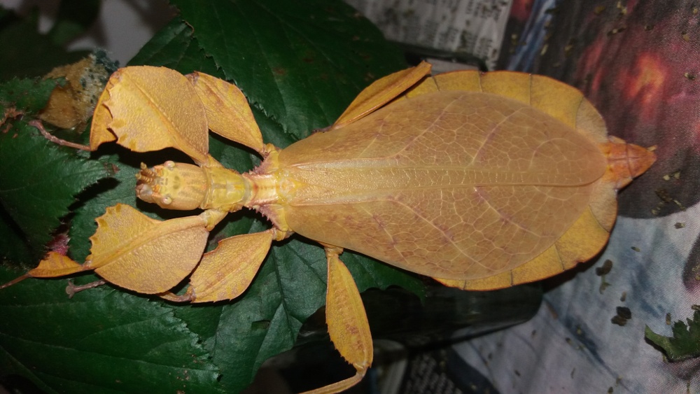 leaf insect
