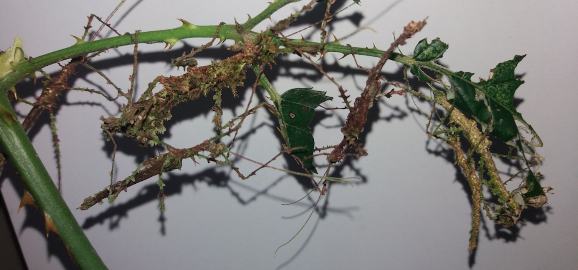 stick insects