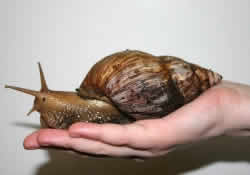 Giant snail